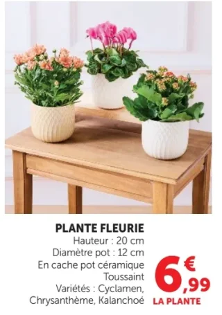Plante fleurie en cache pot céramique Toussaint