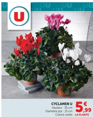 Cyclamen U