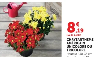 Chrysanthème américain unicolore ou tricolore