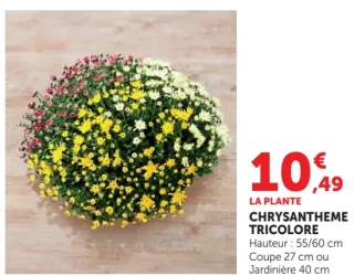 Chrysanthème tricolore