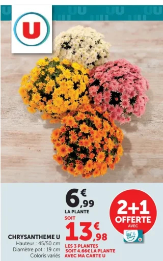 Chrysanthème U