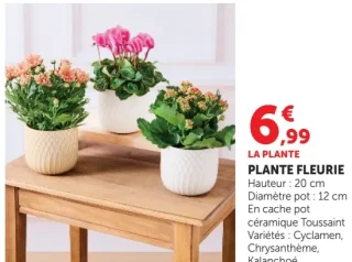 Plante fleurie