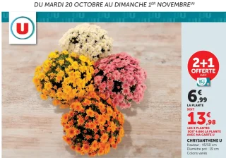 Chrysanthème U