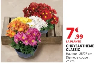 Chrysanthème classic