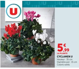 Cyclamen U