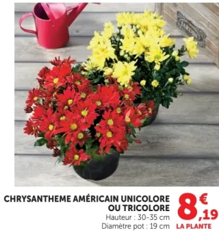 Chrysantheme Américain Unicolore ou Tricolore