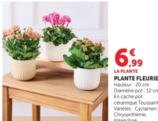 Plante fleurie (Cyclamen, Chrysanthème, Kalanchoé)