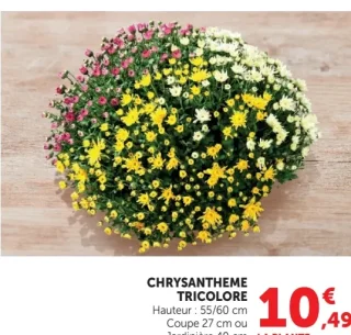 Chrysanthème tricolore