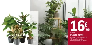 Plante verte en pot Ø 21 cm