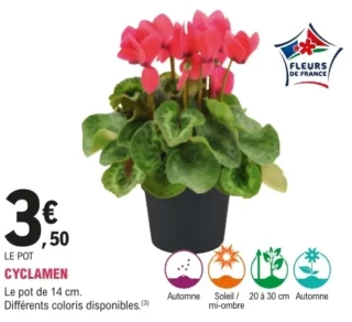 Cyclamen pot de 14 cm