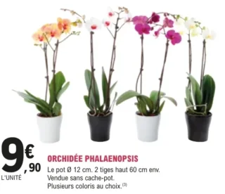 Orchidée Phalaenopsis 2 tiges
