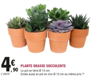 Plante grasse succulente pot en terre Ø 13 cm