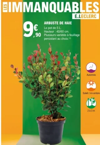 Arbuste de haie