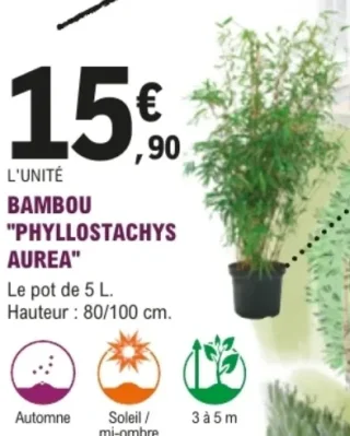 Bambou "Phyllostachys Aurea"