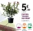 Promo Photinia "Fraseri Red Robin"