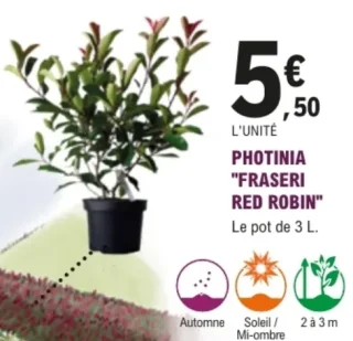 Photinia "Fraseri Red Robin"