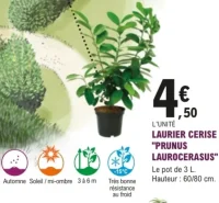 Laurier cerise "Prunus Laurocerasus"