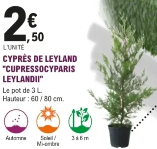 Cyprès de Leyland "Cupressocyparis Leylandii"
