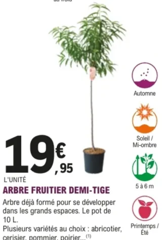 Arbre fruitier demi-tige