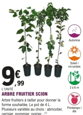Arbre fruitier scion