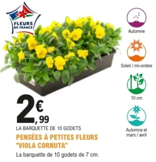 Pensées à petites fleurs "Viola Cornuta" - La barquette de 10 godets