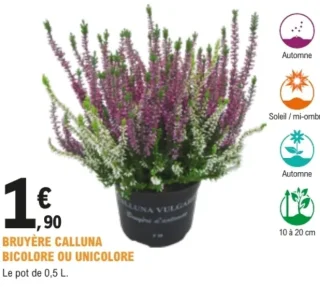 Bruyère Calluna bicolore ou unicolore - Le pot de 0,5 L