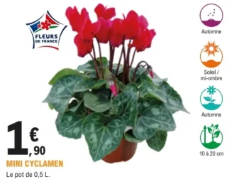 Mini Cyclamen - Le pot de 0,5 L