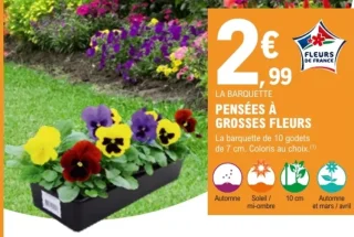 Pensées à grosses fleurs - La barquette de 10 godets