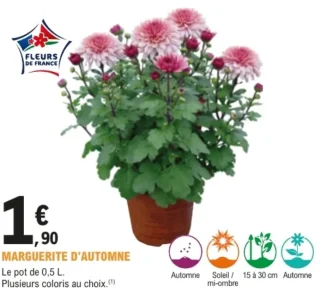 Marguerite d'automne - Le pot de 0,5 L