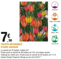 Tulipes botaniques fleurs sauvage - Le sachet de 75 bulbes