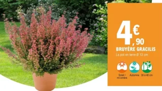 Bruyère Gracilis