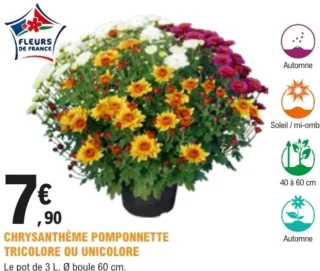 Chrysanthème Pomponnette tricolore ou unicolore