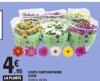 Coupe chrysanthème 23cm