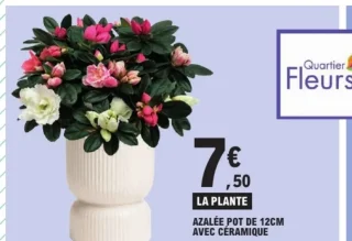 Azalée pot de 12cm avec céramique