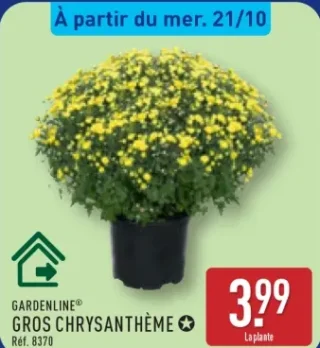 Gardenline Gros chrysanthème