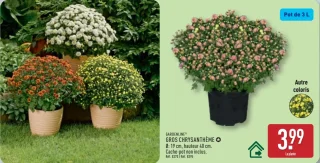 Gros chrysanthème Gardenline