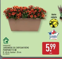 Jardinière de chrysanthème pomponette Gardenline