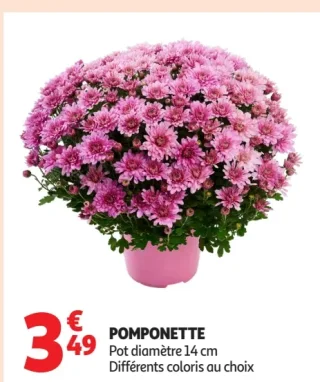 Pomponette