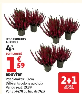 Bruyère pot diamètre 10 cm