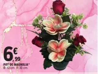 Pot de magnolia