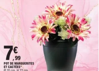 Pot de marguerites et cactées