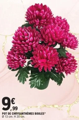 Pot de chrysanthèmes boules