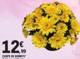 Coupe de bonnys