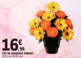 Pot de gerberas zinnias