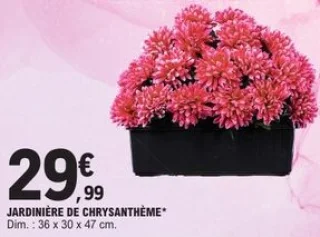 Jardinière de chrysanthème