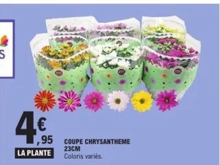 Coupe chrysanthème 23cm Quartier Fleurs