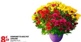 Pomponette avec pot couleur