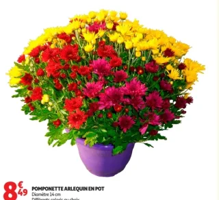 Pomponette Arlequin en pot Diamètre 14 cm