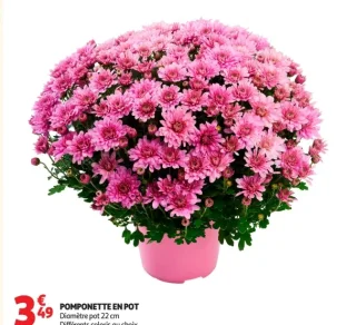 Pomponette en pot Diamètre 22 cm