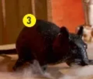 Le rat